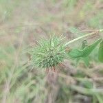 Trifolium alexandrinum Fruit