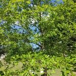 Quercus lobata Habit