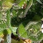 Cerastium diffusum Fiore