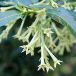 Cestrum parqui Flower