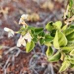 Jasminum fluminense Levél