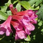 Rhododendron ferrugineum Blodyn