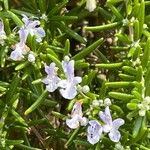 Salvia rosmarinus Blüte