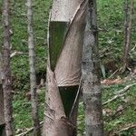 Dimerocostus strobilaceus 樹皮