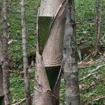 Dimerocostus strobilaceus Corteza