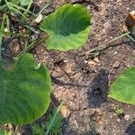 Colocasia esculenta叶