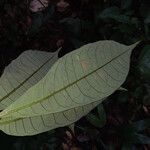 Eriotheca longitubulosa Hoja