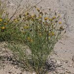 Thelesperma megapotamicum Habitatea