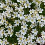 Saxifraga cebennensis Virág