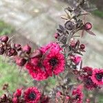 Leptospermum scopariumЦвят