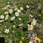 Dryas octopetala Natur