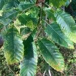 Castanea mollissima Blatt