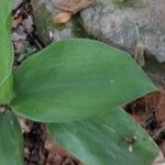 Orchidantha fimbriata Leaf