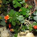 Kalanchoe blossfeldiana Tervik taim