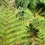 Pteridium aquilinum Leaf