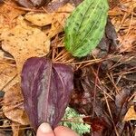 Tipularia discolor Levél