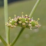 Epikeros pyrenaeus 花