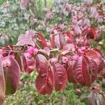 Euonymus grandiflorus Leaf