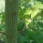 Acer capillipes Ostatní
