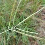 Dichanthium aristatum Flors