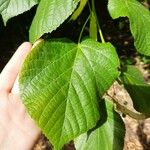 Tilia x europaea Blad