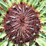 Carlina acanthifolia Bloem