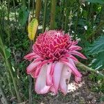 Etlingera elatiorBlomst