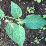 Solanum americanum Листок