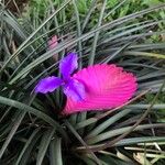 Tillandsia guatemalensis Kvet