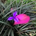 Tillandsia guatemalensis Flower