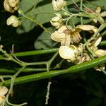 Senna papillosa Flower