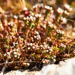 Sedum andegavense Облик