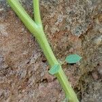 Physalis angulata 樹皮