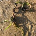 Zostera marina Folha