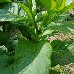 Phytolacca esculenta Hoja