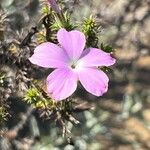 Phlox caespitosa Kvet