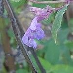 Nepeta grandiflora Flor