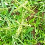 Dactyloctenium aegyptium Bloem