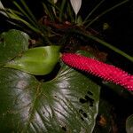 Anthurium obtusilobum Habit