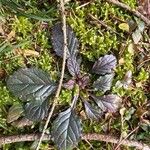 Salvia lyrata Leaf