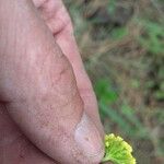 Lomatium triternatum Λουλούδι