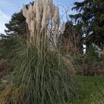 Cortaderia selloana Fleur