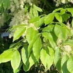 Fraxinus ornus Yaprak