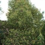 Elaeocarpus rotundifolius Hábito