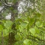 Betula pubescens Leaf