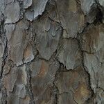 Pinus echinata Corteza