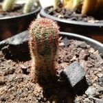 Echinocereus pectinatus Leaf