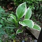 Hosta plantaginea Blad