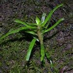 Eichhornia diversifolia Vekstform