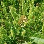 Lepidium densiflorum Owoc